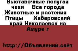 Выставочные попугаи чехи  - Все города Животные и растения » Птицы   . Хабаровский край,Николаевск-на-Амуре г.